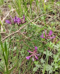 Astragalus suffruticosus