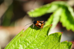 Cryptocephalus bipunctatus