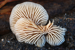 Lentinellus flabelliformis