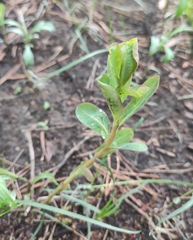 Euphorbia jenisseiensis