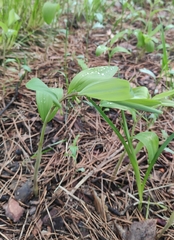 Polygonatum odoratum