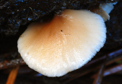 Lentinellus flabelliformis