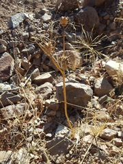 Datura quercifolia