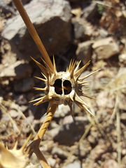 Datura quercifolia