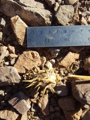 Datura quercifolia