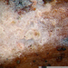 Peniophorella praetermissa - Photo (c) Jerry Cooper, algunos derechos reservados (CC BY), uploaded by Jerry Cooper