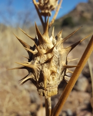 Datura quercifolia