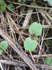 Impatiens glandulifera