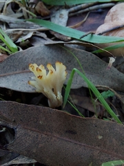 Clavulina vinaceocervina