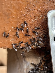 Cleptotrigona cubiceps