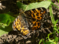 Araschnia levana