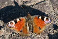 Aglais io