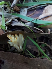 Clavulina vinaceocervina