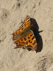 Polygonia c-album
