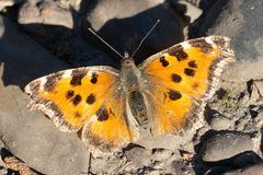 Nymphalis xanthomelas