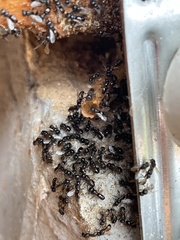 Cleptotrigona cubiceps