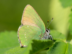 Callophrys rubi
