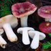 Russula obscurozelleri - Photo (c) Christian Schwarz, some rights reserved (CC BY-NC), uploaded by Christian Schwarz