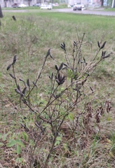 Astragalus suffruticosus