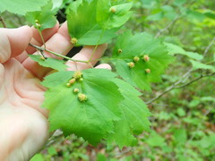 Dasineura crataegibedeguar