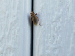 Aphrodes makarovi