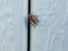 Aphrodes makarovi