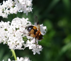 Volucella inflata