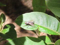 Microphthalma europaea