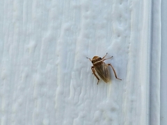 Aphrodes makarovi