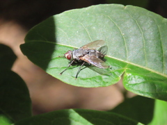 Microphthalma europaea