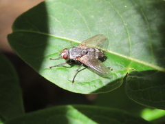 Microphthalma europaea