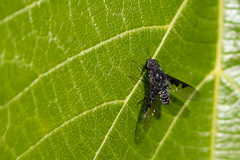 Anthrax trifasciatus