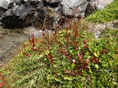 Epilobium macropus