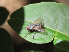 Microphthalma europaea