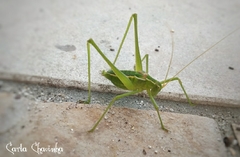 Odontura glabricauda