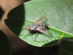 Microphthalma europaea