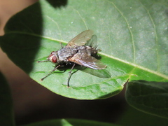 Microphthalma europaea