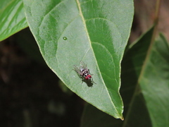 Anthomyia pluvialis