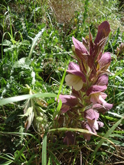 Acanthus syriacus