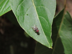 Anthomyia pluvialis