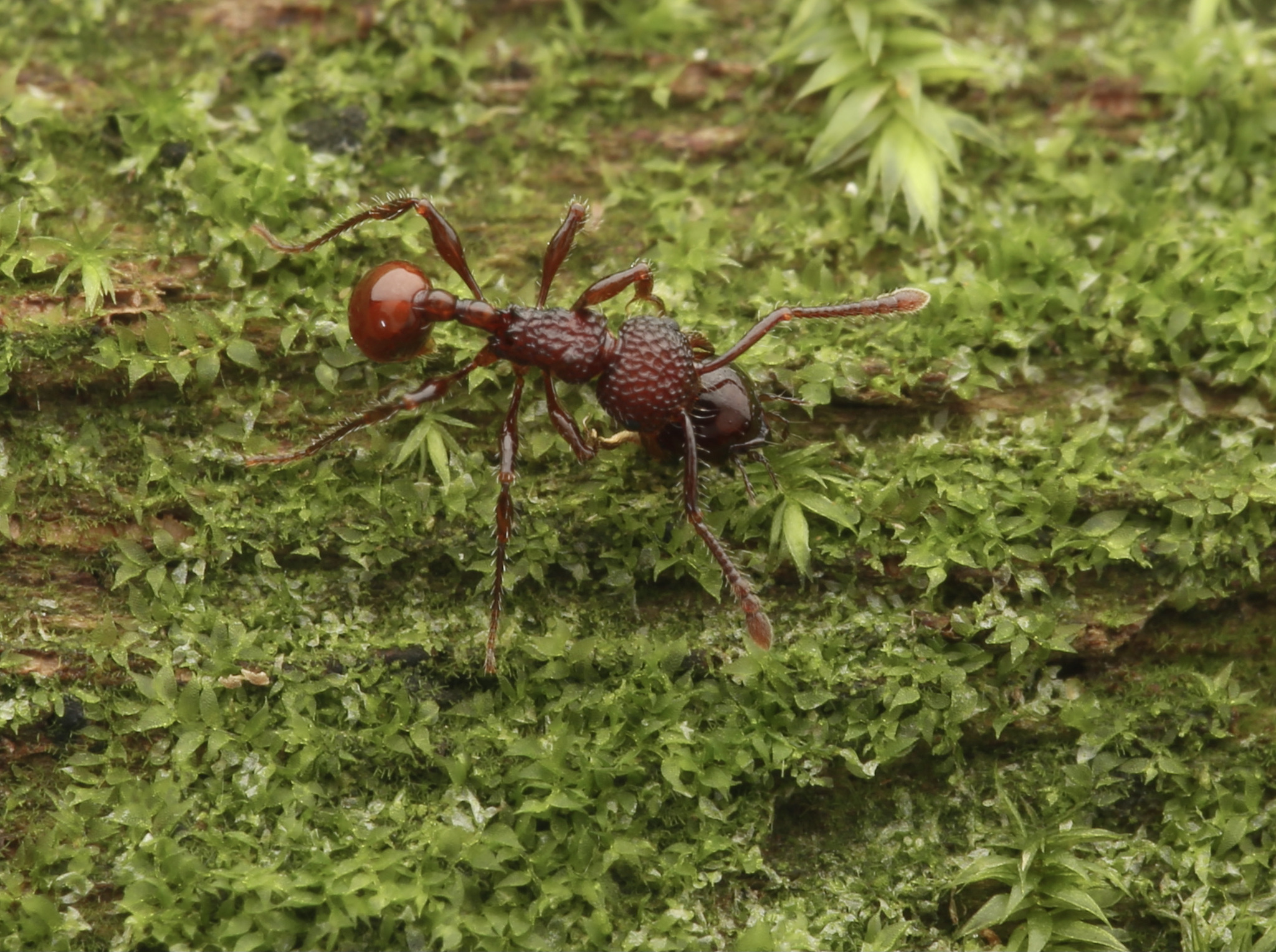 Pristomyrmex quadridens
