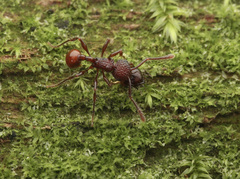 Pristomyrmex