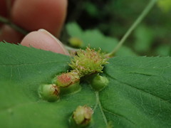 Dasineura crataegibedeguar
