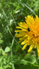 Mononychus punctumalbum