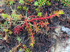 Laurembergia repens