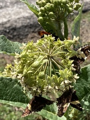 Asclepias notha