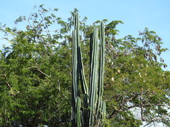Cereus hexagonus
