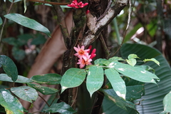 Passiflora amoena