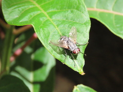 Microphthalma europaea