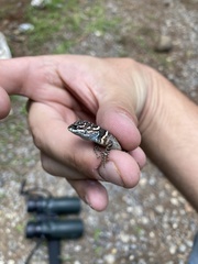 Sceloporus aureolus